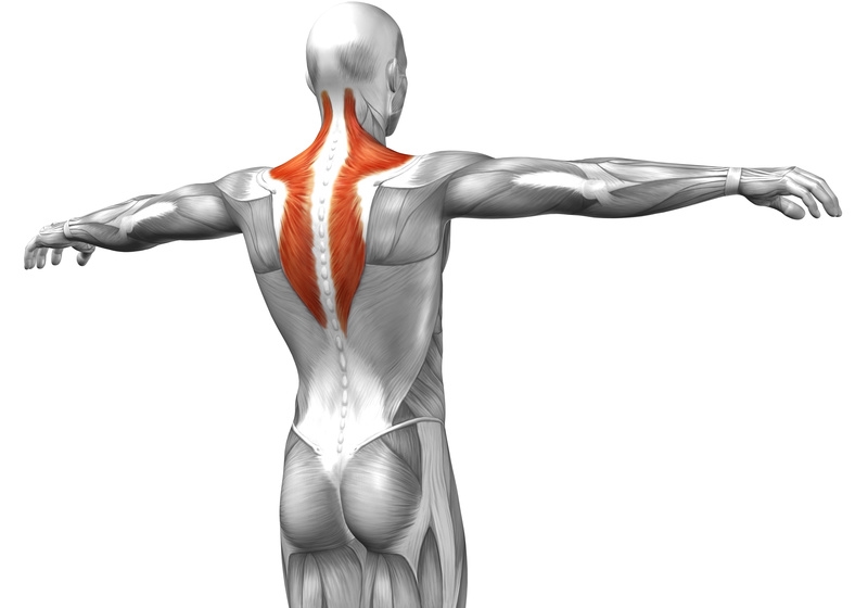 14 Best Trap Workouts - Exercises for Trapezius Back Muscles