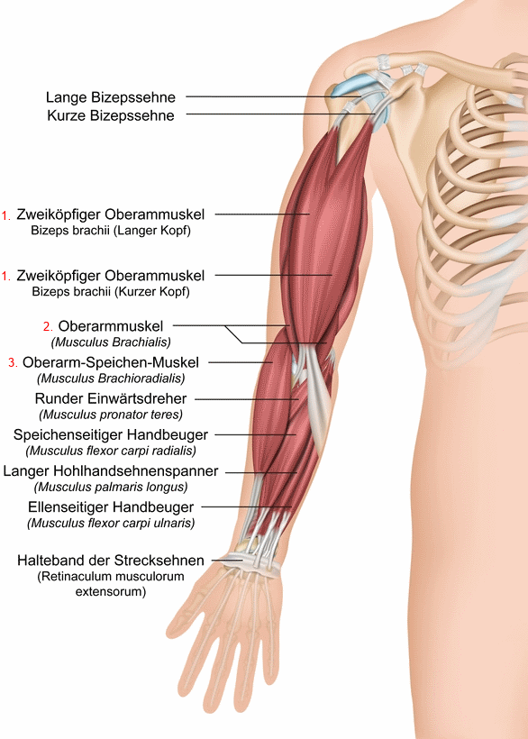 biceps-anatomie